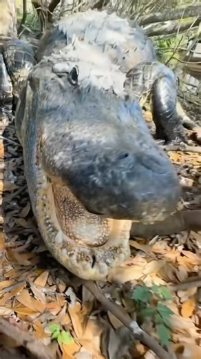 Do you love baby alligators? #shortsfeed #babyanimal #alligator