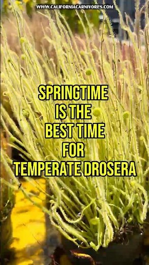Springtime is the best time for temperate Drosera