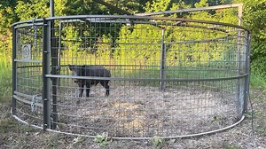 306K views · 2.3K reactions | Watch how they enter the trap area. If they’re approaching from different sides, adjust your funnel and bait placement. One bad angle can keep half the group outside the gate. #BigPigTraps #ReliableTrapping #HogControlGear #LandManagementTools #BuiltForTheField | Big Pig Trap | Facebook