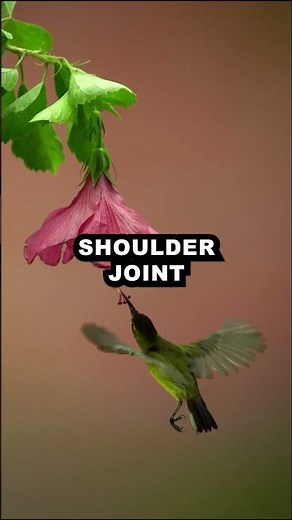 Hummingbirds: The Only Birds That Fly Backwards (and Upside Down!)