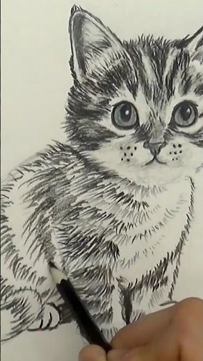 How to draw a kitten with a pencil #howtodraw #cats #drawing #draw