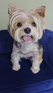 51K views · 1.5K reactions | Wink loves to hide and scare his mom. Today he hid for a long period of time. Which he does this to build up for the attack. #yorkie #cutepets #yorkshireterrier #dog #biewerterrier #cute #dogs #cutedogs #doglife | MrThunder Wink Holley | Facebook