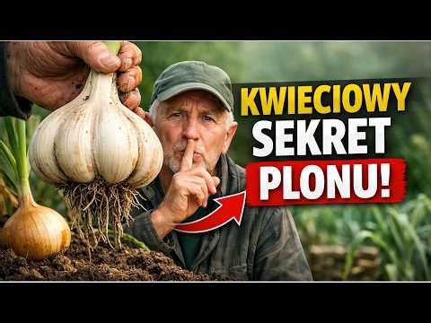Wszystko, co musisz wiedzieć o gigantycznym czosnku! 🧅 Poznaj kwietniowy sekret na wielkie plony,