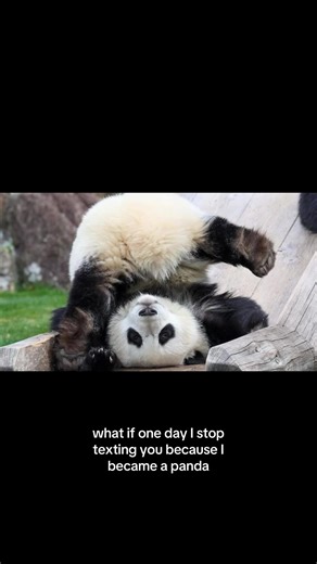 Adorable Panda Moments: Cute Panda Videos Collection