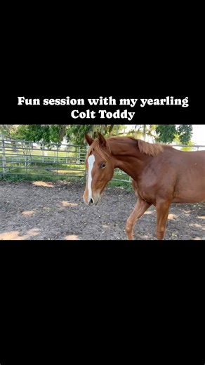 3.7K views · 283 reactions | “Let’s Tell the T” aka Toddy is just...