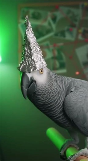 Tinfoil Hat Parrot EXPOSES the Squirrels 🦜👀