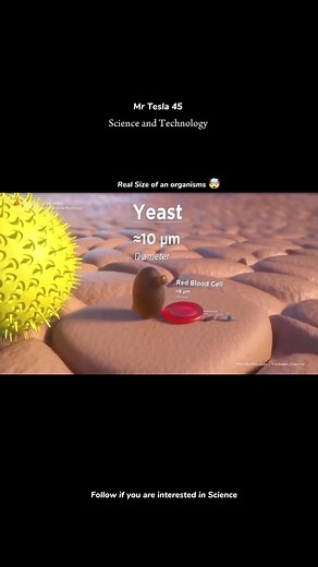783K views · 11K reactions | Different size of Organisms 勞 #reelsfbシ #physics #sciencefacts #StarsEverywhere | Mr Tesla Physics | Facebook