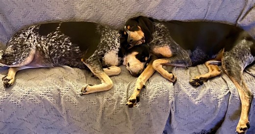 Dead iguana kills Florida woman's dog, partially paralyzes another from botulism