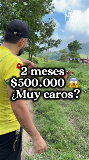 Me vendían terneros por 2 meses en $500.000 y quiero saber si para ustedes es rentable o muy costoso. ¿Los comprarían o no? Déjenme su opinión #terneros #fincam10 #dinero #rentabilidad #vidadecampo