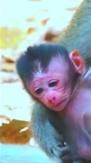 Lovely little baby monkey #monkey #newbornbabymonkey