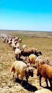 Satisfying Nomadic Migration 🐑 satisfying nature #realxation