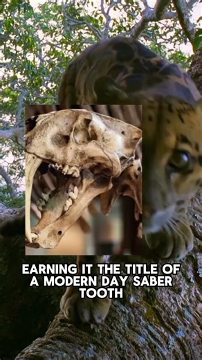 Clouded leopards are incredible acrobats! #cloudedleopard #leopard #wildlife #animals