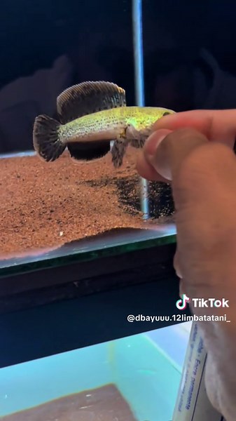 D'BaySNAKEHEAD on TikTok