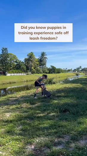 It’s not about letting them run wild and “see what happens.” It’s about teaching them how to stay connected to you from the start. Clear guidance. Right tools. Guided leadership. Freedom doesn’t come after perfect obedience it comes from building good habits early. #balancedogtraining #puppytraining #offleashtraining #structureequalsfreedom | Canine Coaching | Facebook