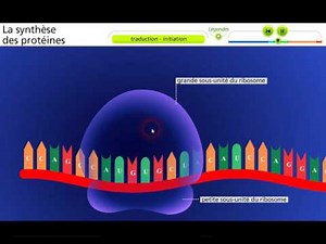 Transcription&Traduction