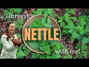 Identify and harvest spring nettle for food and medicine