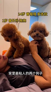 120K views · 3.2K reactions | jealousy dog #cute #dogs #toypoddle | Abbie Qu Qu | Facebook