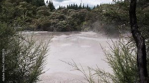 boiling mud pool framed by bushes at rotorua on the north island of new zealand