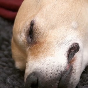 Lively 13-year-old Jack Russel has developed a lump causing him to limp! 😢 Does Dr Scott find the lump to be bone cancer? 🙏 | Vet On The Hill
