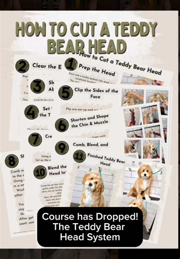 Teddy Bear Head course just dropped ✂️🐾 11 step-by-step video lessons showing exactly how to shape a balanced teddy bear head. Includes PNG step guides printable PDF reference for your grooming station. Use code TEDDY25 for 25% off. Link in bio. #doggroomer #petgroomer #doggroomingtips #groomereducation #Ultimuttologist