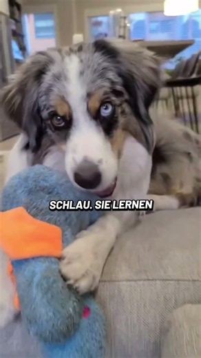 The best dog breed in the world, the Australian Shepherd. #facts #rottweiler #dogfoodanalysis
