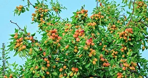 Sweet jujubes grow on jujube tree. Ripe date fruits in autumn season. 4K real time video.