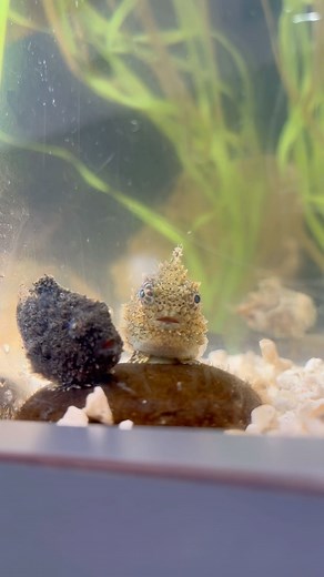 2.8K views · 43 reactions | How we feel about #PSL season (aka pacific spiny lumpsucker season) | Living Coast Discovery Center | Facebook