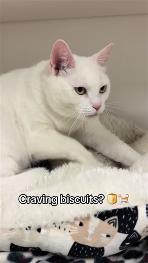 Come meet Angel the Professional Biscuit Maker 🩵🪽🐈 Come to Anderson Humane during adoption hours! Monday-Friday (12pm-7pm), Saturday (11am-6pm) & Sunday (11am-5pm) Want to meet your future best friend? Visit us at ahconnects.org/adopt to see all of our adoptables! #adoptable #adoptme #adoptablecat #andersonhumane