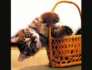 入門ビジネス英語/実践ビジネス英語　2008年11月 Week3