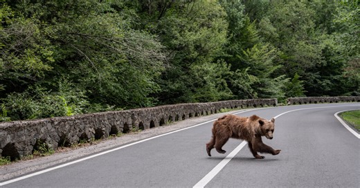 The Law Protects Them. The Villagers Fear Them.