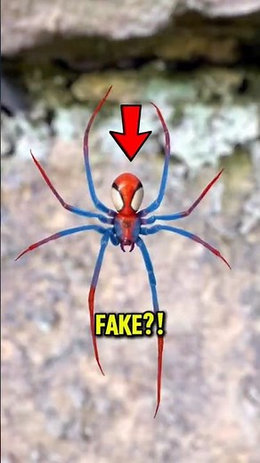 Top 3 Strangest Spiders That Don’t Look Real 😳🕷️