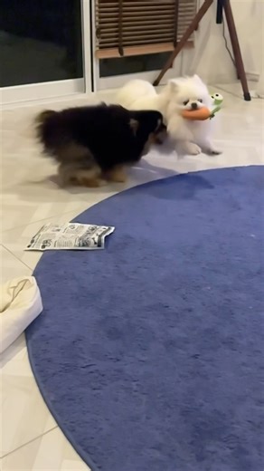 Daily Kung Fu Battle Between Dog Siblings｜Canine Bruce Lee Moments｜Cutest Pet Martial Arts