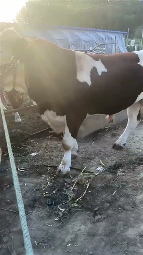 Cattle management Cattle price trend forecast Bull market analysis10