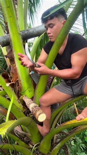 Coconut tapping and water extraction process #shorts
