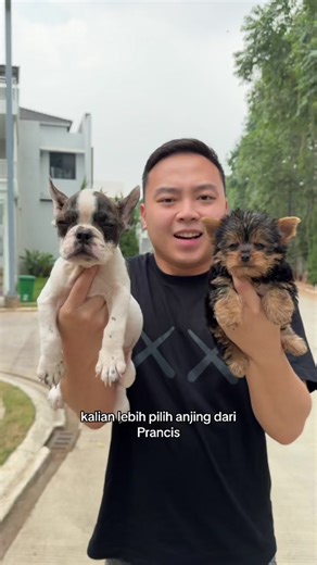 Pilih Frenchie atau Yorkie: Panduan Membeli Anjing