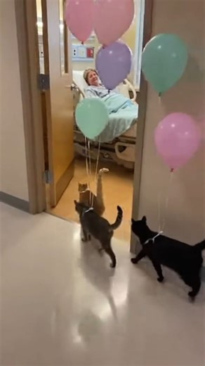 The sweetest hospital surprise 🥺 #cats #balloons #cuteanimals #crying No people or animals were harmed in this video. Hello, I’m Zander and this is a family-friendly Facebook page created to share viral, fun, unusual, and entertaining moments from around the world that are meant to be enjoyed by viewers of all ages. Our goal has always been to highlight content that is lighthearted, positive, and easy to watch, whether it is something interesting happening somewhere, a funny or surprising momen