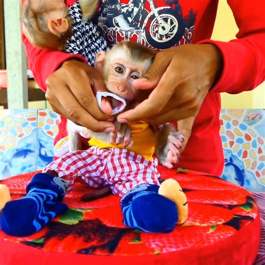 Pity Baby Monkey Jacky Jenny And Family Monkey... . . . #reel #cute #animals #lovely #newbornbabymonkey #monkey | Cute Baby Monkey