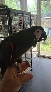 1.3K views · 92 reactions | This is a miniature Macaw full grown. Sweetest thing ever.. | Odessa Animal Sanctuary, Inc. 501c3 Non-Profit Organization | Facebook