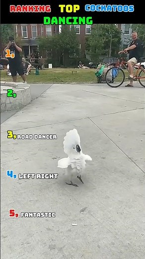 🐦 Cockatoos Dance Like Professionals! 😂💃