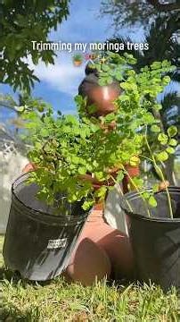 Pruning my young moringa trees 🪴✂️