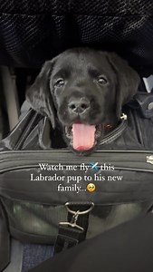 Bruno’s journey home✈️✈️🏡🏡🐾🐾 ❤️❤️❤️ This was another wonderful @happiestlabrador journey. Bruno is one of our black English Labrador males, and he has found his forever family. I don’t think he is gonna get too bored now! He has so many little hands to pet and play with him! ❤️❤️ Our flight deliveries are very strait forward and easy for any of our out of state customers. We have been hand delivering our pups nation wide for multiple years now, and we strive to make the process as stress fre
