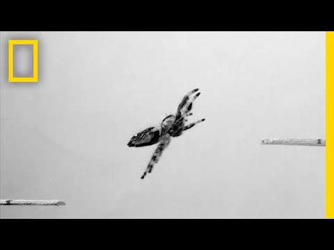 Scientists Teach Spider to Jump on Demand | National Geographic