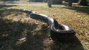 Pues no todos son lentos!!! #python #pythonsofinstagram #pythons #pythonbivittatus #MiMascotaEsUnaSerpiente #birmanos #serpientesgigantes #conoceloenalternatus #ejercicio #cuidadoanimal #reptilelover #ReptileKeepers #ReptileBreeders | Alternatus Uruguay