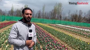 "Lavender Charm: CSIR-IIIM Jammu's Field Station in Boonura Pulwama Blossoms with Stunning Tulip Display! Farmers to be involved in its production and bulbs will be made available locally. “ Report :Mir Zeeshan Edit Suhail Sofi | The Rising Kashmir