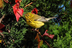 29 Yellow Birds In Connecticut (ID And Song Guide)