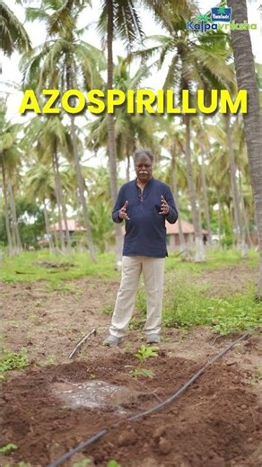 Nutrient management in young avocado trees