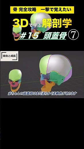 頭蓋骨の縫合と成長 #15 頭蓋骨【3Dで学ぶ解剖学】複雑な頭蓋骨の位置関係を理解しよう！ #頭蓋骨