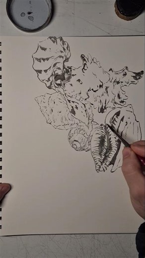 Shells#traditionalart #inkdrawing #shellart #seashell