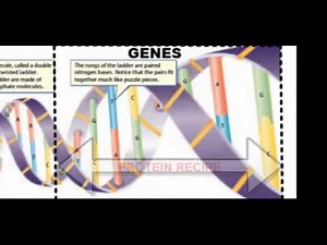 DNA: Structure, Function and Replication