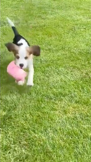 beagle throw training ‪@globalpetsclinic‬